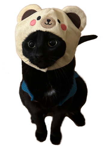Chonkers the cat, wearing a bear hood